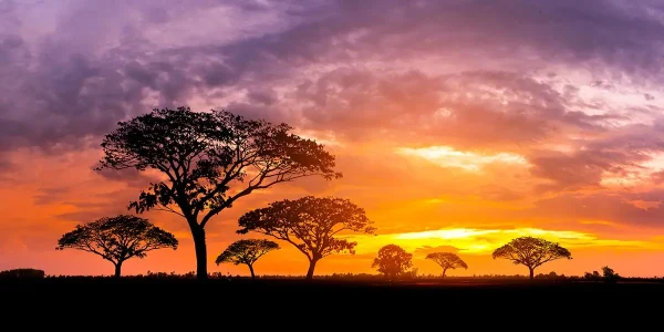 Colorful sunset on the African savanna.