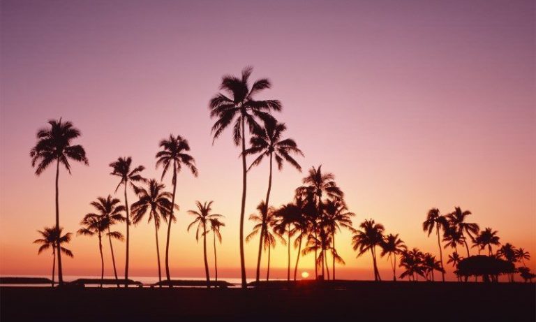 Decorative Window Well Liner: Palm Tree Sunset Over Oahu Island